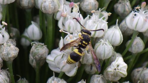 Ancistrocerus sp.